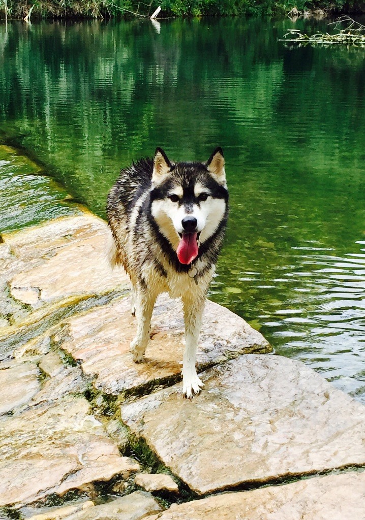 Photos des loups